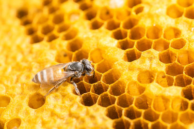 honeycomb