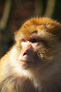 Close-up of monkey looking away