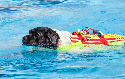 Lifeguard dog, rescue demonstration with the dogs in swimming pool.