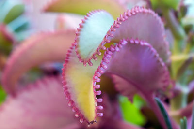 Close-up of pink flowering plant