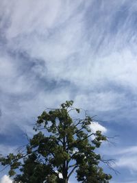 Low angle view of tree against cloudy sky