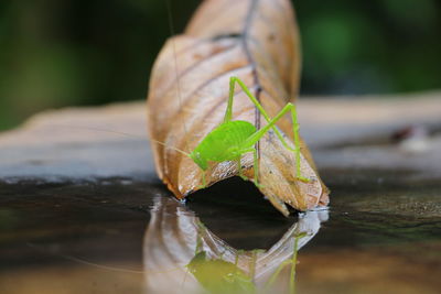 Close-up of leaf on glass