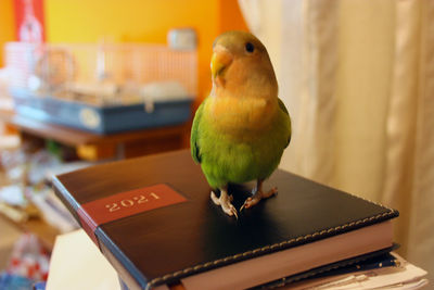 Close-up of parrot perching on table