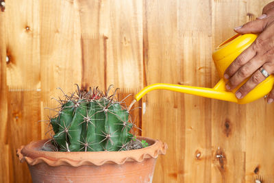 Cropped image of person holding potted plant on table