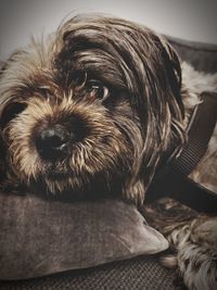 Close-up portrait of a dog at home