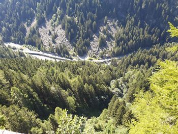 High angle view of pine trees in forest