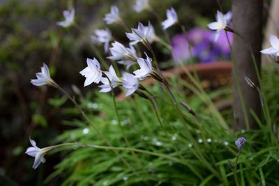 Close-up of white flowers