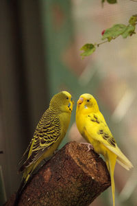 Courting budgerigar parakeet birds melopsittacus undulatus offer each other seed.