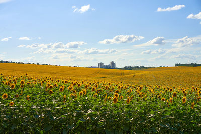 Scenic view of flowering field against sky
