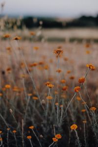 Close-up of flowering plants on land