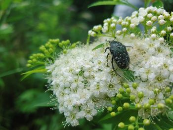 Close-up of insect on flower