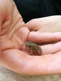 Midsection of person holding small frog