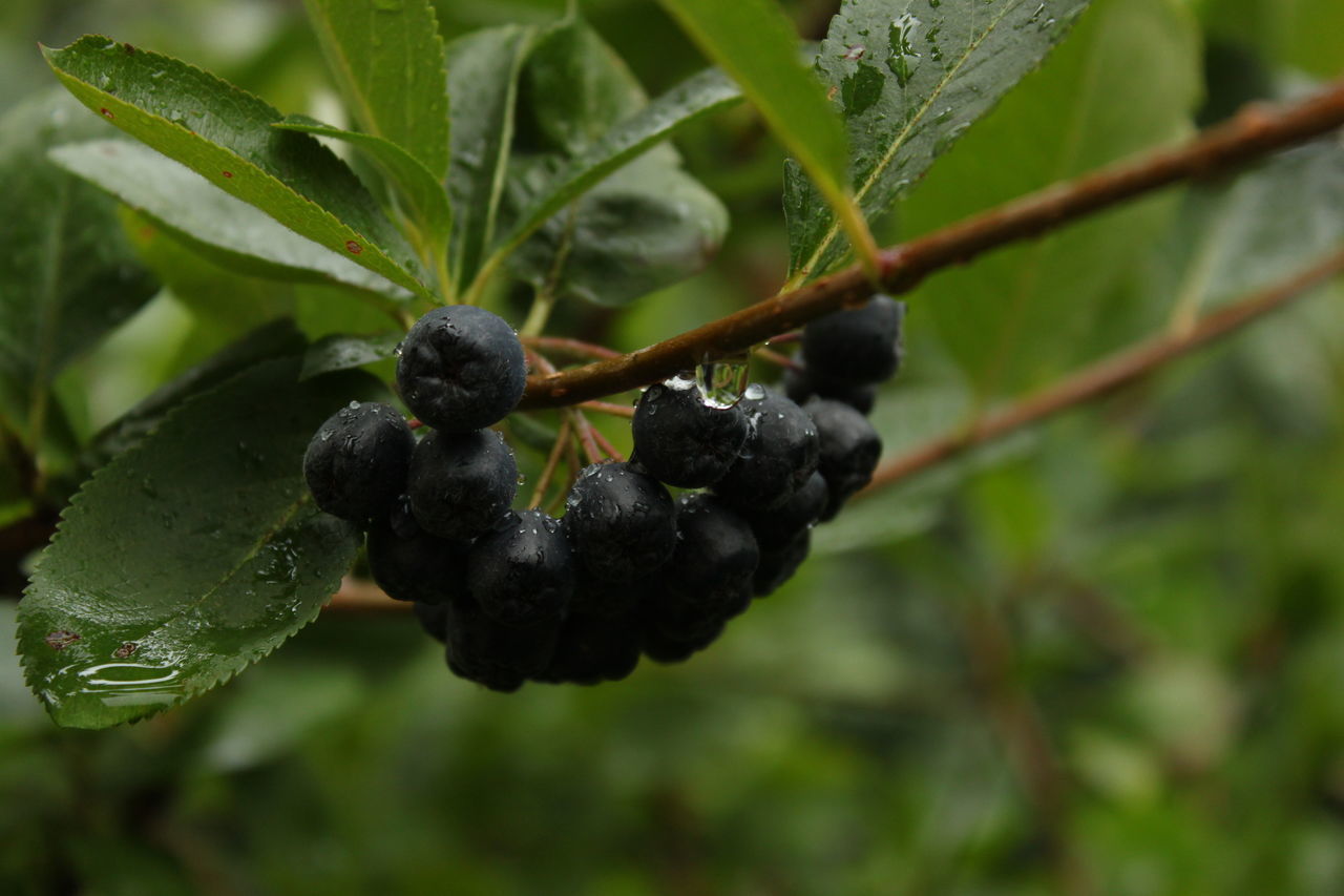 CLOSE-UP OF BERRIES GROWING ON PLANT