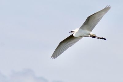 Low angle view of seagull flying in sky