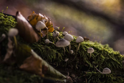 Close-up of flowers growing outdoors