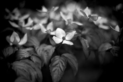 Close-up of flowers blooming outdoors