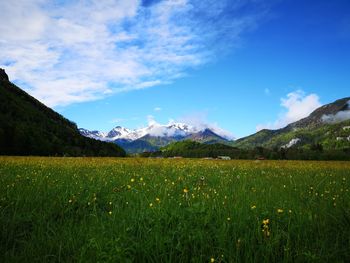 Scenic view of field against sky