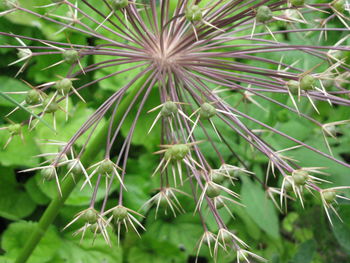 Close-up of cactus plant