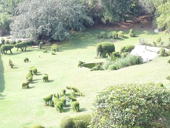 View of sheep on landscape