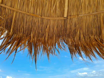 Low angle view of palm trees against sky