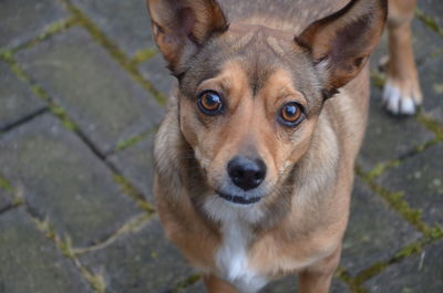 Close-up portrait of a dog