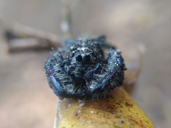 Close-up of spider