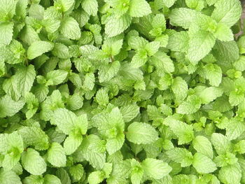Full frame shot of plants