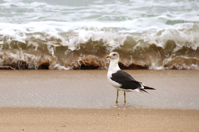 Seagull on beach