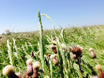 Close-up of flowering plants on field against clear sky