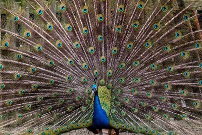 Close-up of fanned out peacock
