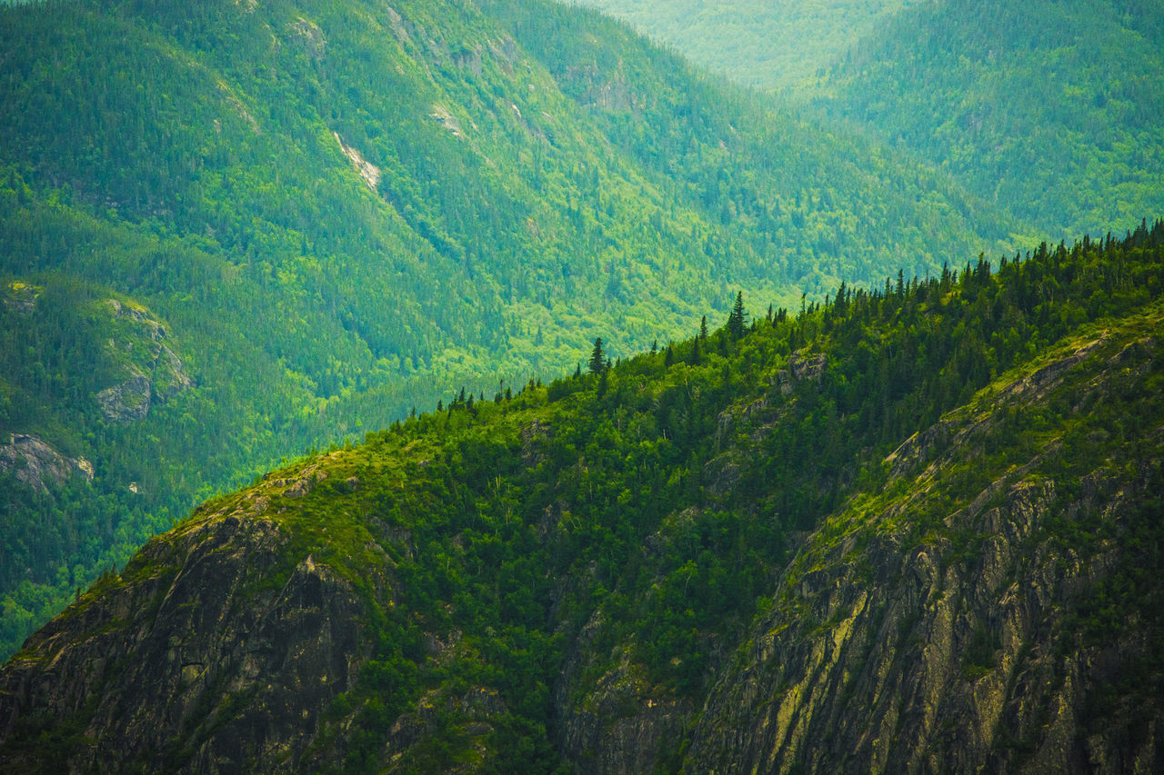 VIEW OF PINE TREES IN FOREST