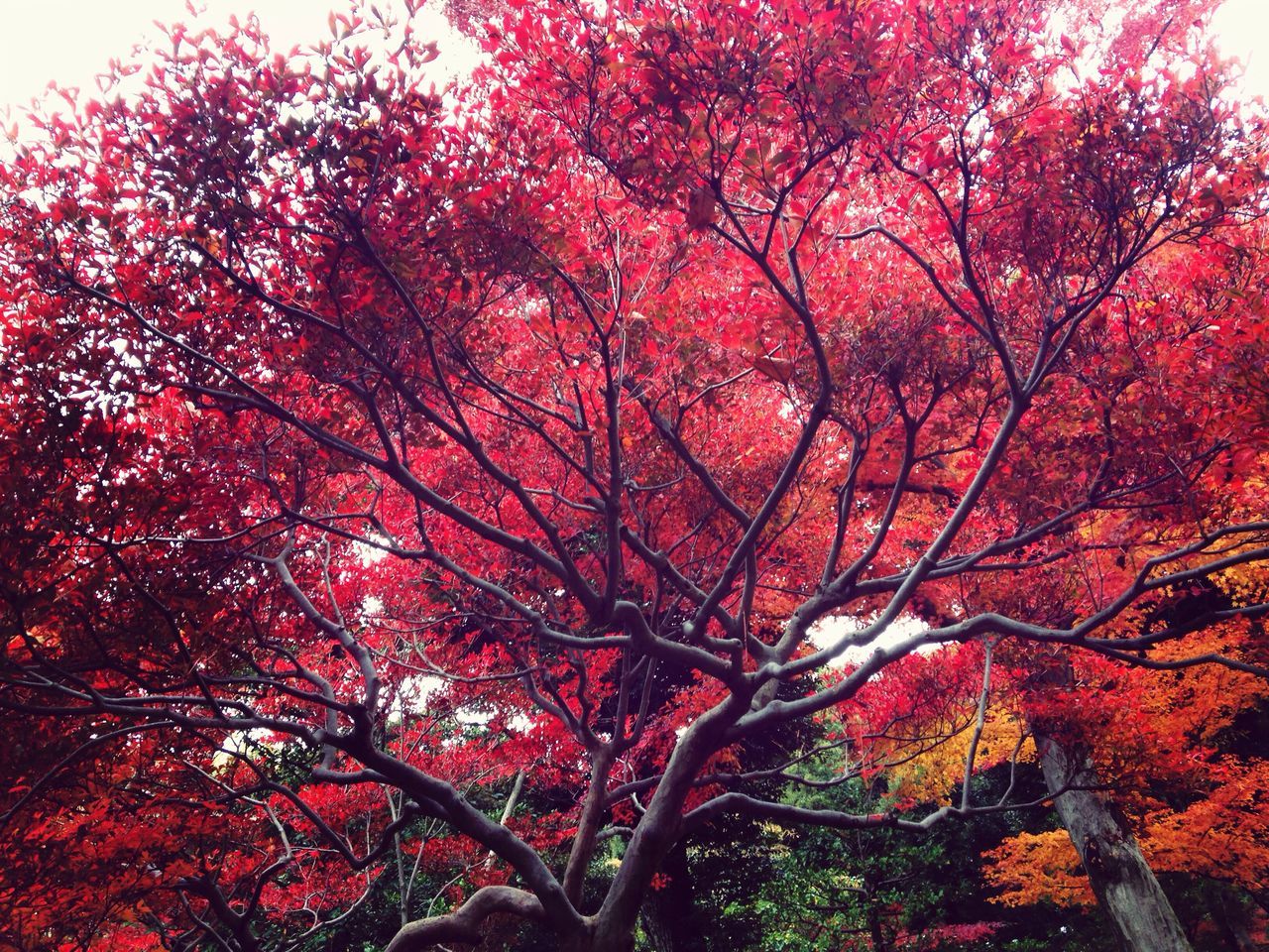 tree, autumn, branch, change, red, growth, beauty in nature, tranquility, nature, low angle view, season, scenics, sky, tranquil scene, leaf, outdoors, day, orange color, no people, bare tree