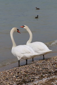 Swans at lakeshore