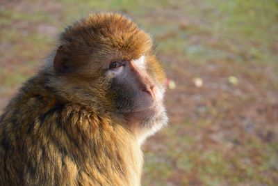 Close-up of a monkey looking away