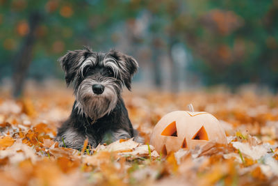 Close-up of dog