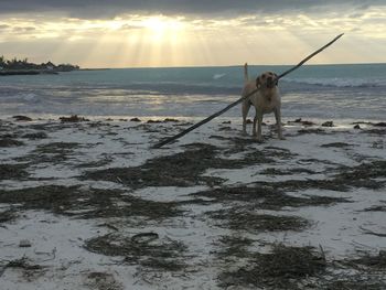 Fishing rod by sea against sky during sunset