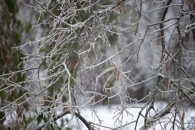 Close-up of frozen bare tree branches during winter