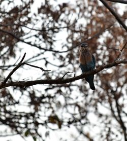Low angle view of bird perching on branch
