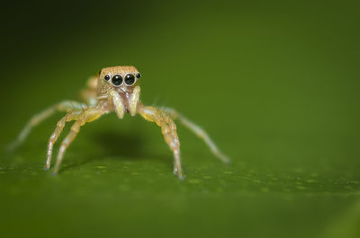 Close-up of spider