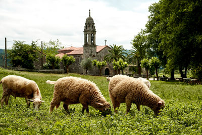 Sheep grazing in a field