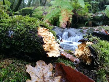 Close-up of waterfall in forest