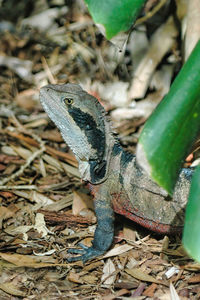 Close-up of lizard on land