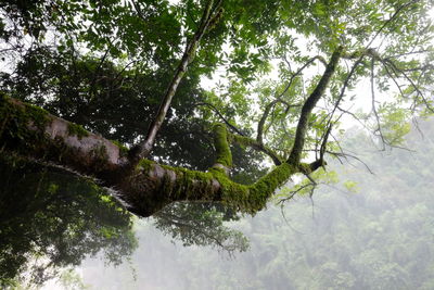 Low angle view of trees by lake in forest