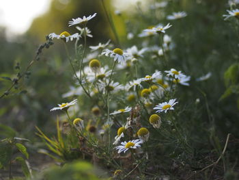 Close-up of yellow flowering plant on field