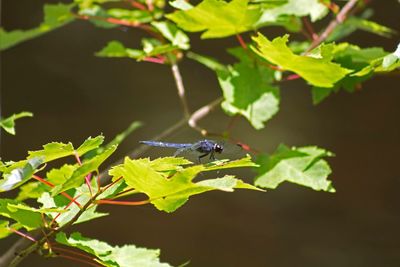 Close-up of insect on leaf