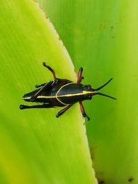 Close-up of insect on leaf