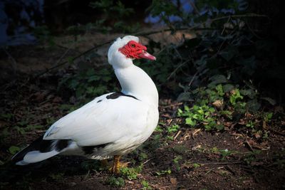 Close-up of a bird on field