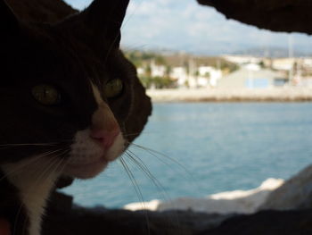 Close-up portrait of cat against sky