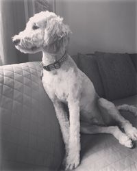 Dog looking away while sitting on sofa at home