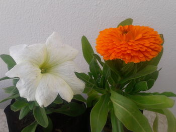 Close-up of white flowering plant